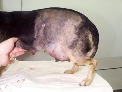 Redevet hernia1