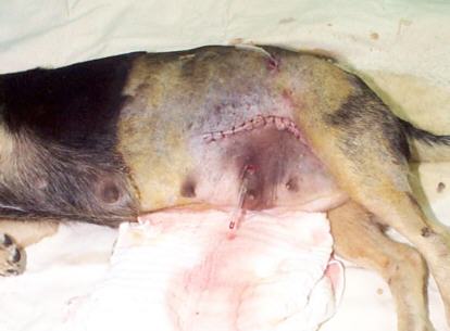 Redevet hernia4