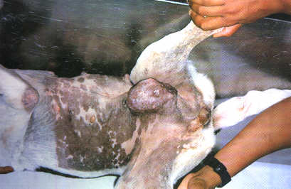Redevet mastectomia