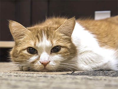 Redevet pancreatites felina