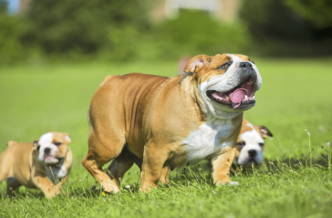 Redevet