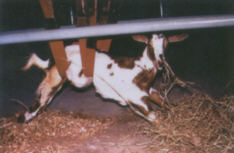 fig3 Redevet