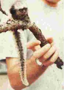 image007