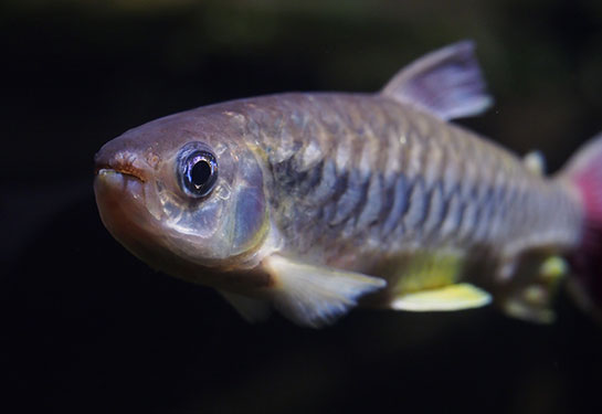 Redevet Chalceus