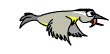 Redevet Passaro