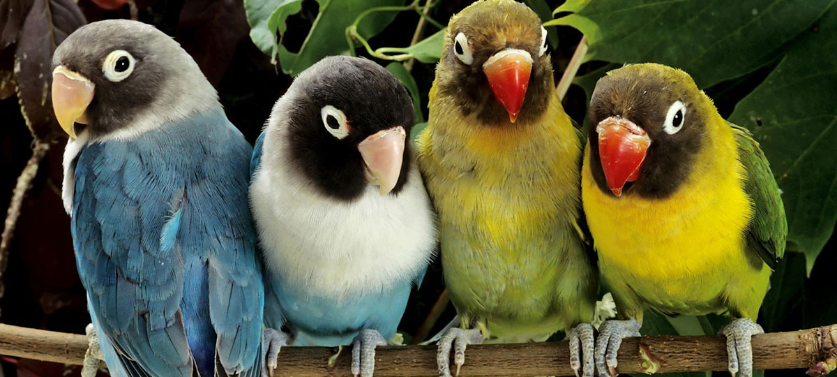 Redevet aves links