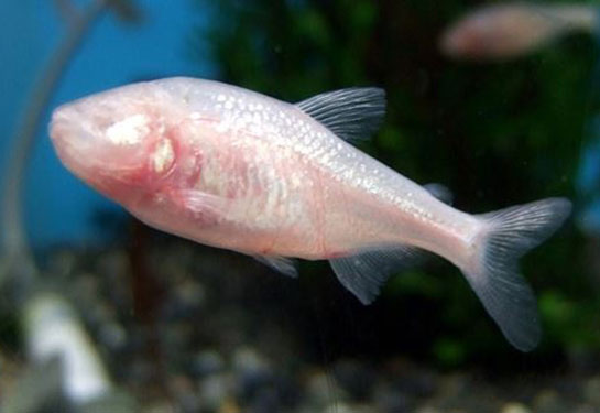 Redevet peixe cego