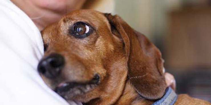 Redevet tumor