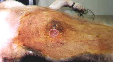 Redevet-tumor1