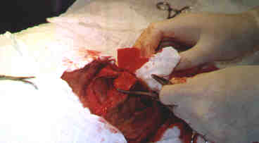 Redevet-tumor3