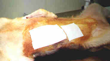 Redevet-tumor5
