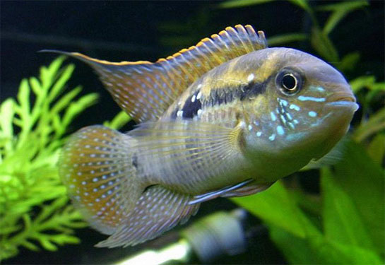 Redevet Anabas Testudineus