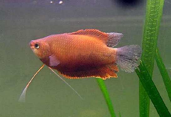 Redevet Colisa