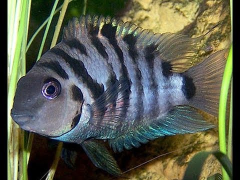 redevet ARCHOCENTRUS NIGROFASCIATUS peixe