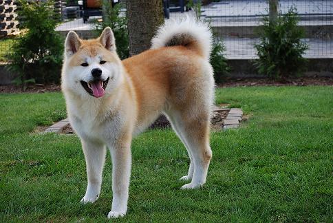 redevet Akita