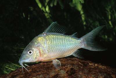 redevet BROCHIS SPLENDENS peixe