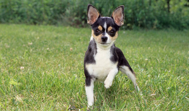 redevet Chihuahua