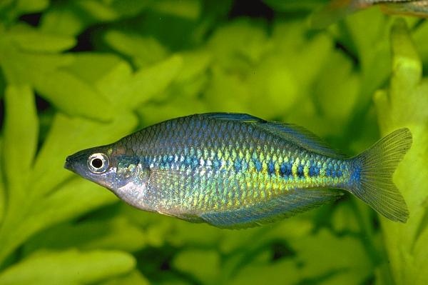 redevet GLOSSOLEPIS MACULOSUS peixe