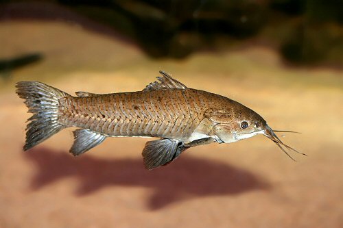 redevet HOPLOSTERNUN LITTORALE peixe
