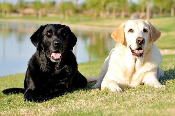redevet Labrador Retriever