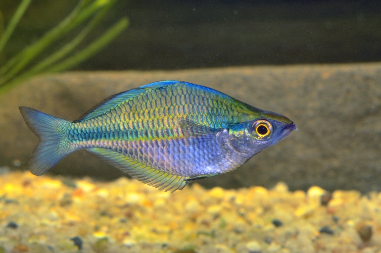 redevet M lacustris lacustre peixe