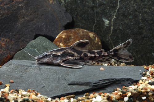 redevet MEGALODORUS IRWINI peixe