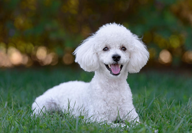 redevet Poodle