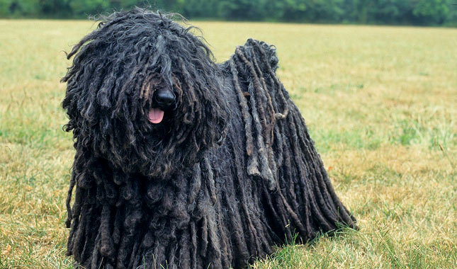 redevet Puli