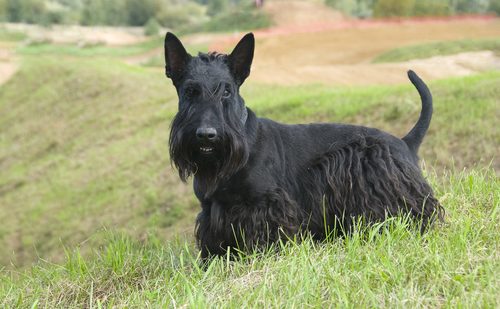 redevet Terrier escoces