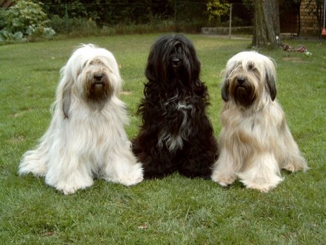 redevet Terrier tibetano