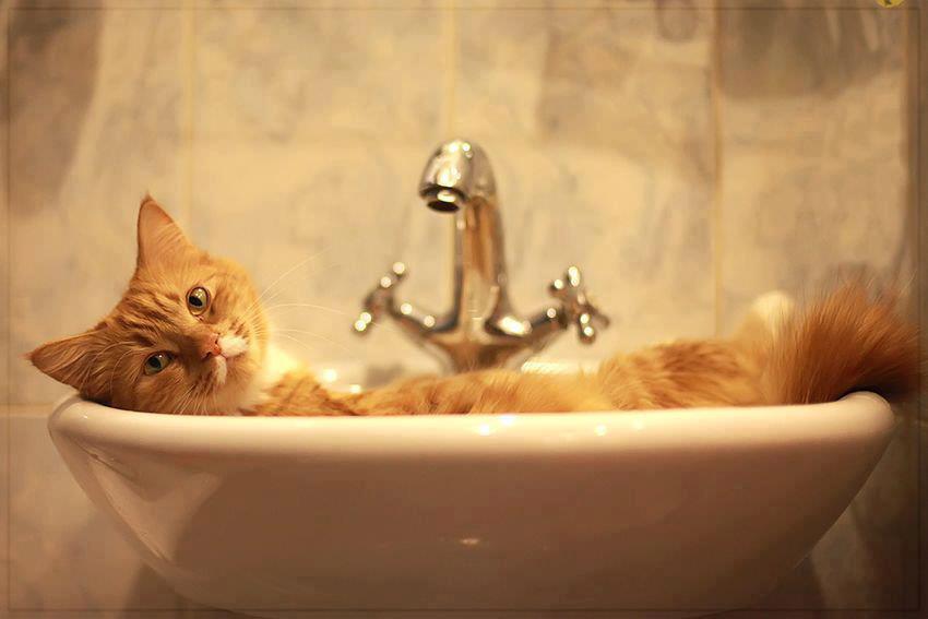 redevet banho gato curiosidade