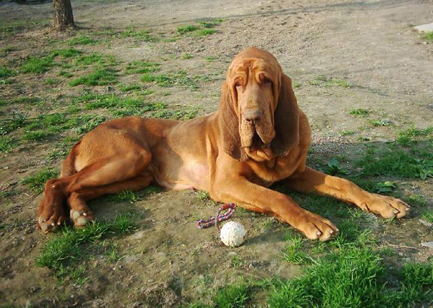redevet bloodhound