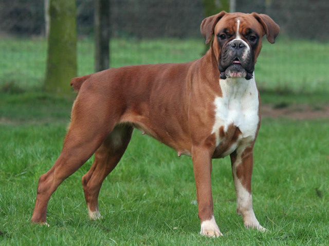 redevet boxer
