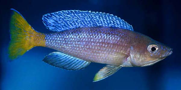 redevet cyprichromis leptosoma peixe