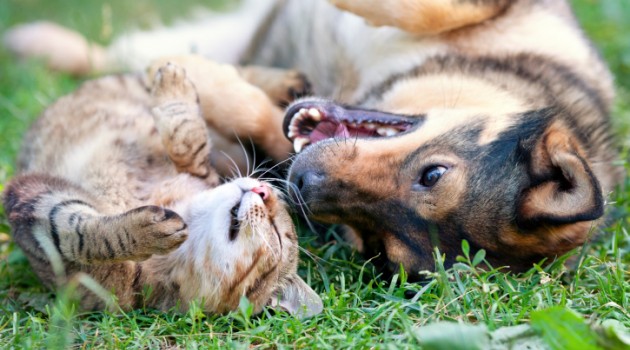 redevet gato e cachorro curiosidade