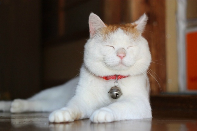 redevet gato zen curiosidade