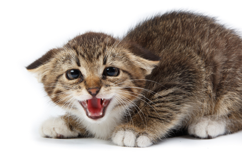redevet gatos posicoes defesa curiosidade