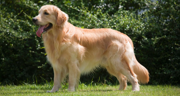 redevet golden retriever
