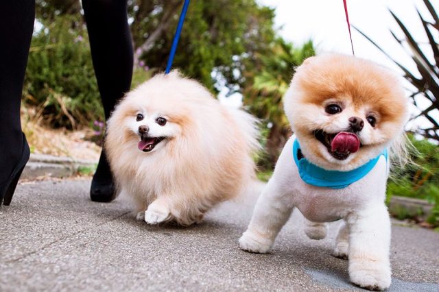redevet lulu pomerania