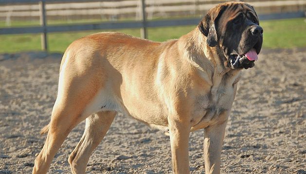 redevet mastiff