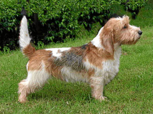 redevet petit basset