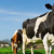 Brucelose - Enfermidade bovina