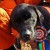 O adeus de um herói: cão pioneiro em resgates no RS se aposenta após 13 anos
